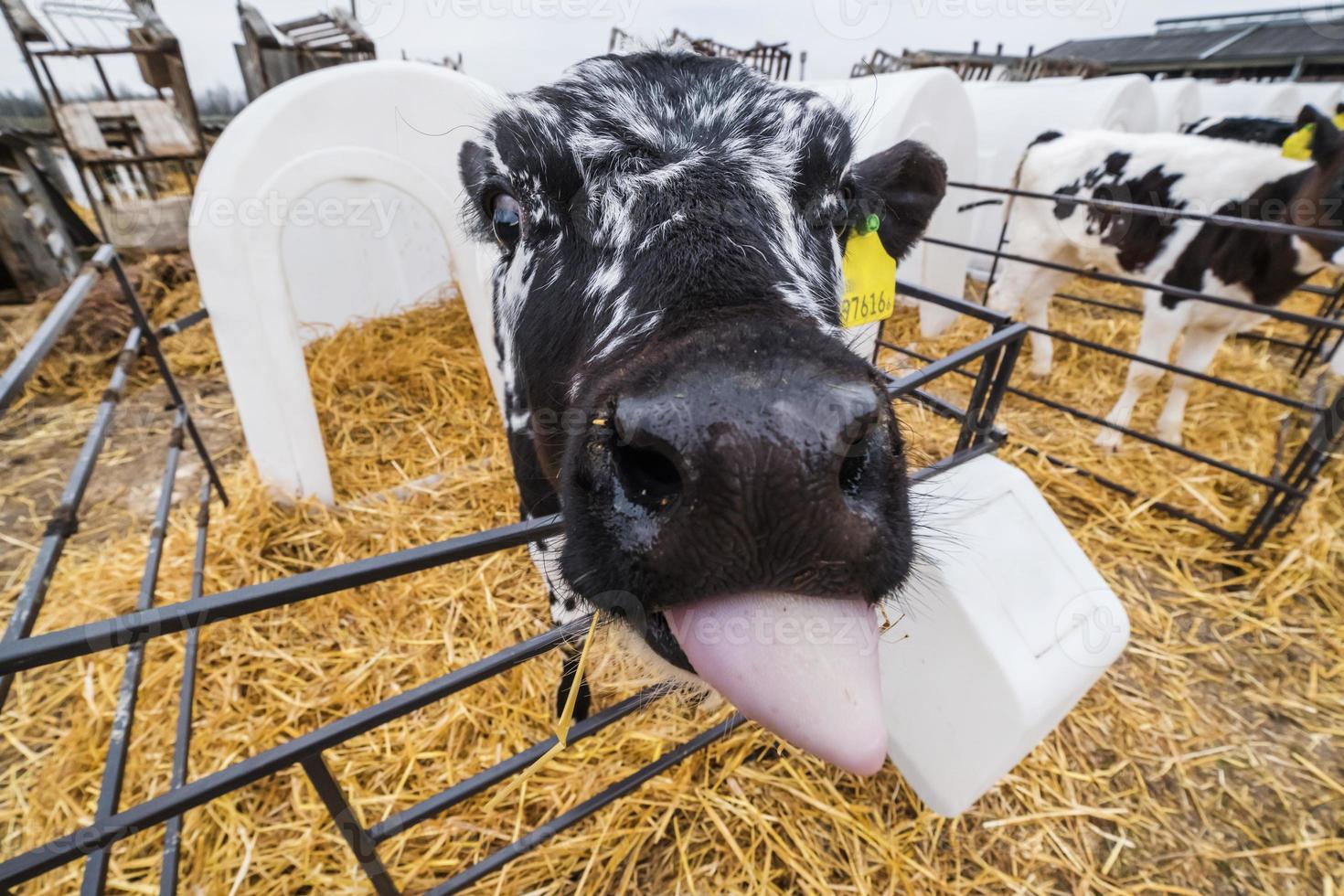 funny calf shows pink tongue.  Livestock cow farm. Black white calf are looking at the camera with interest. Cowshed photo