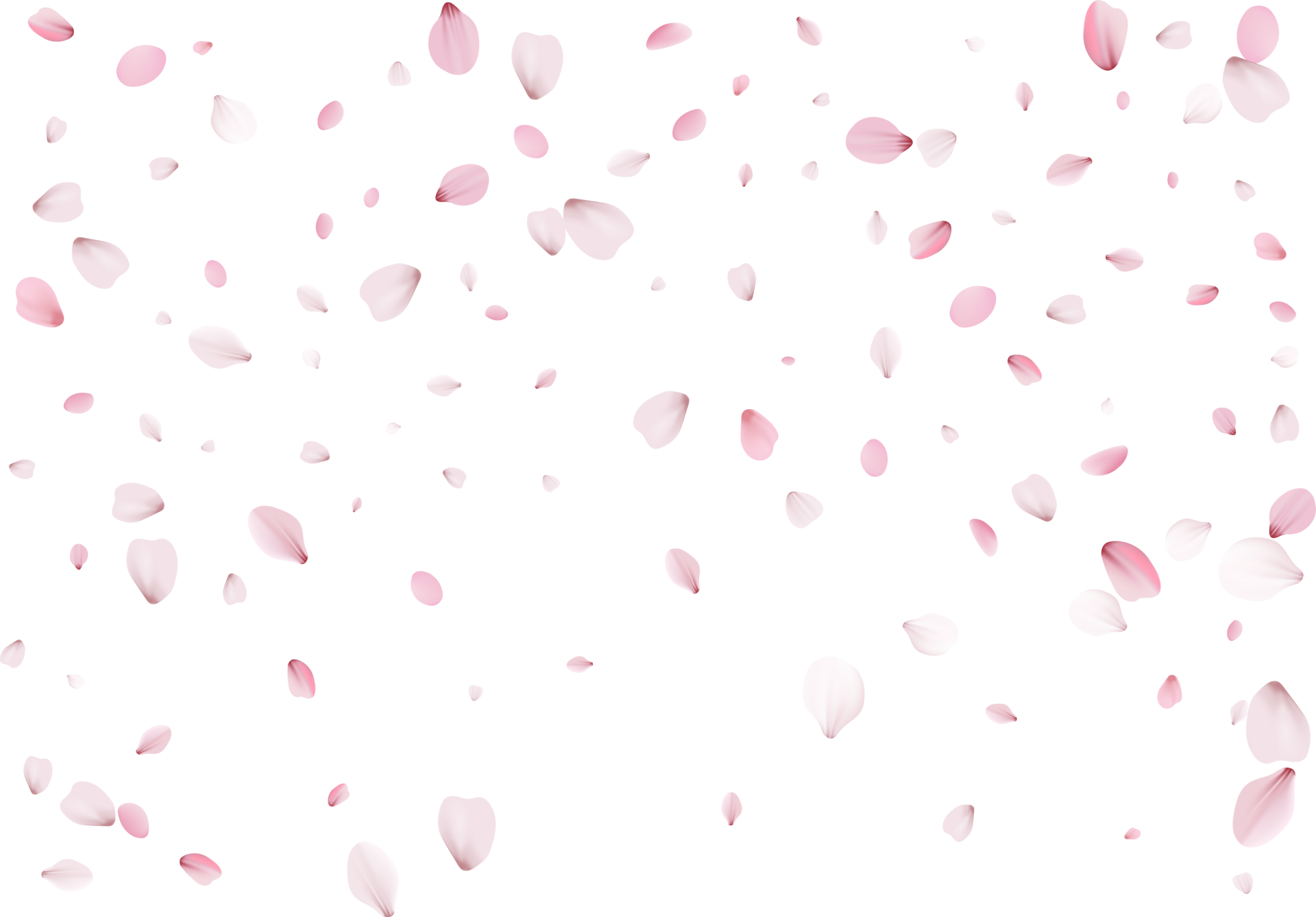 Pink Sakura Petals PNG