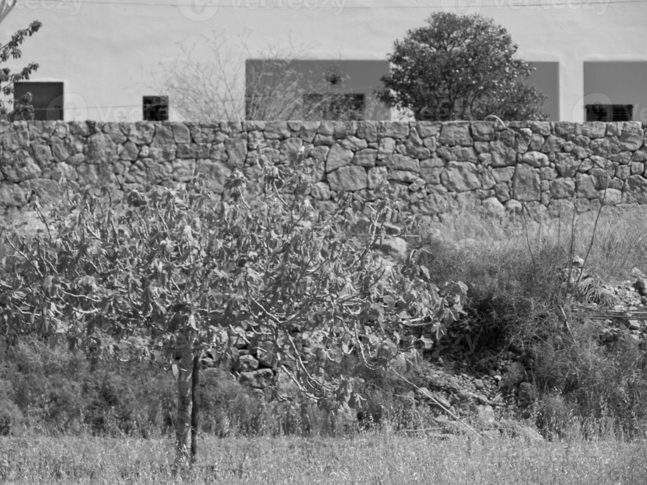 ibiza island in spain photo