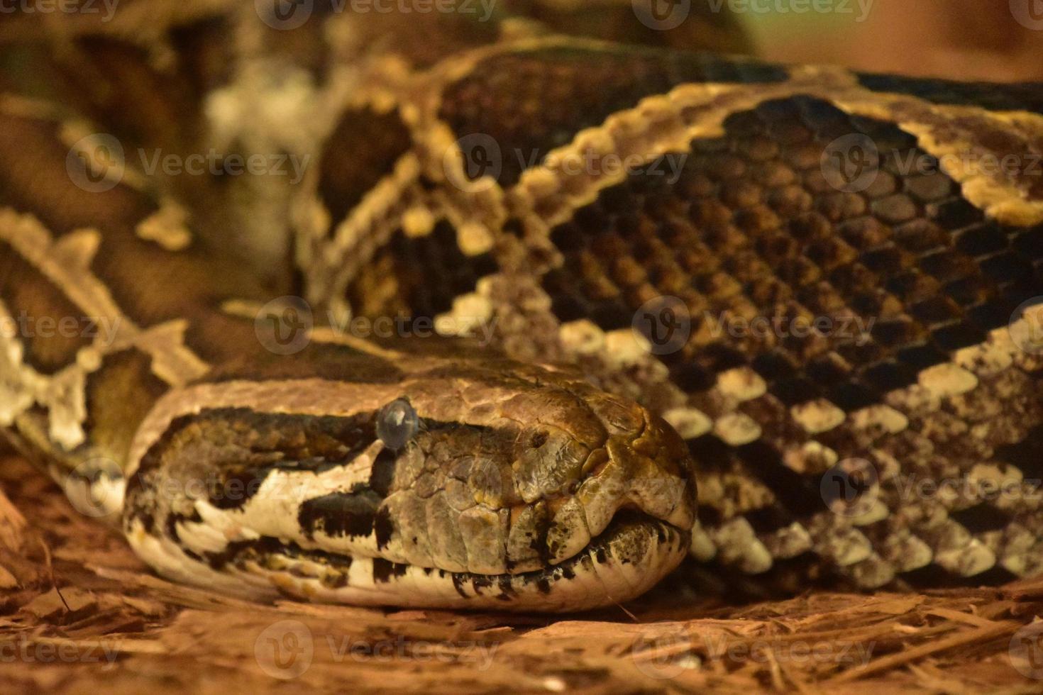 Fantastic Close Up of a Burmese Python photo