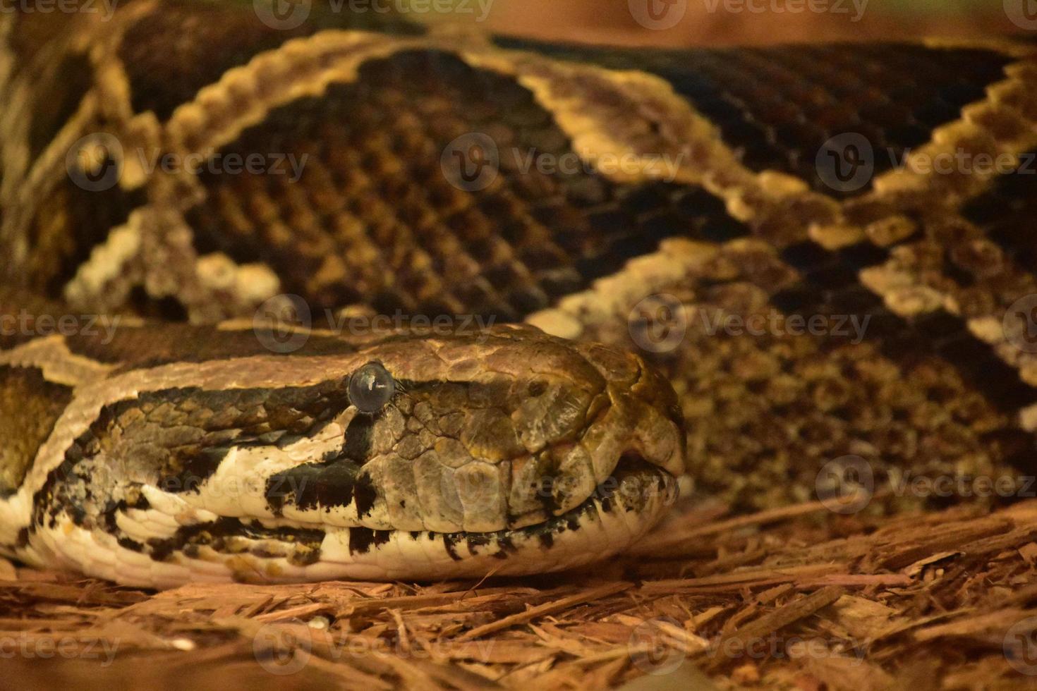 Dangerous Burmese Python Snake with a Patterned Skin photo