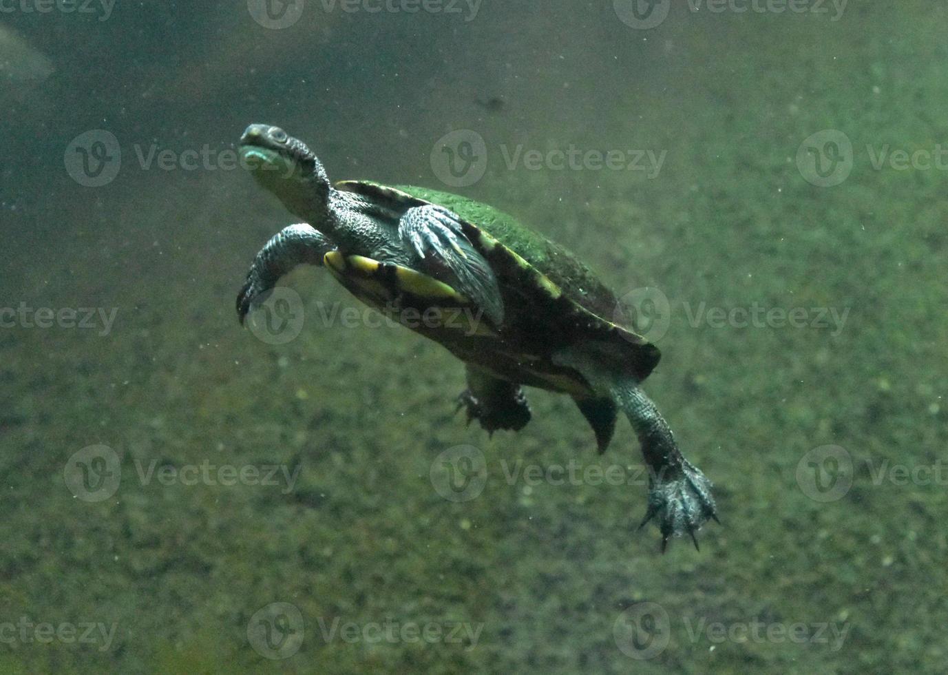 tortuga de cuello de serpiente nadando en aguas turbias verdes foto