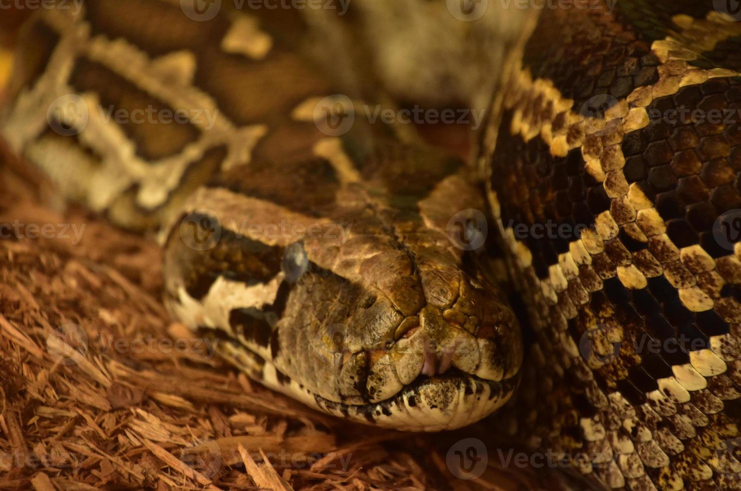 Close Up Look at a Burmese Python Snake photo