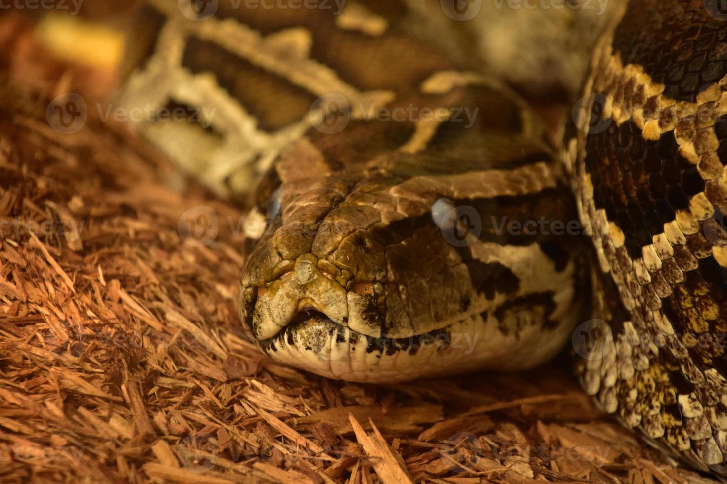 Burmese Python Snake with Scaled Skin on Wood Chips photo