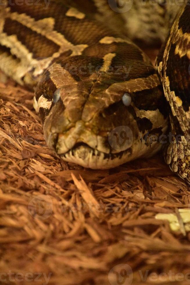 Serpiente pitón birmana escamada que parece muy mala foto