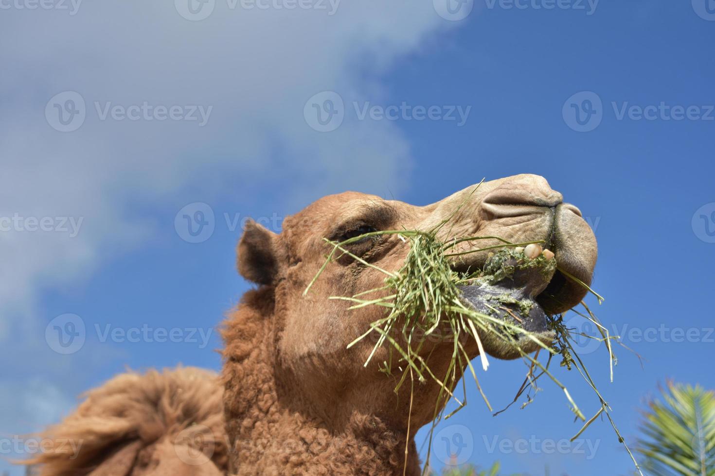 Large Camel Savoring His Mouthful of Hay photo