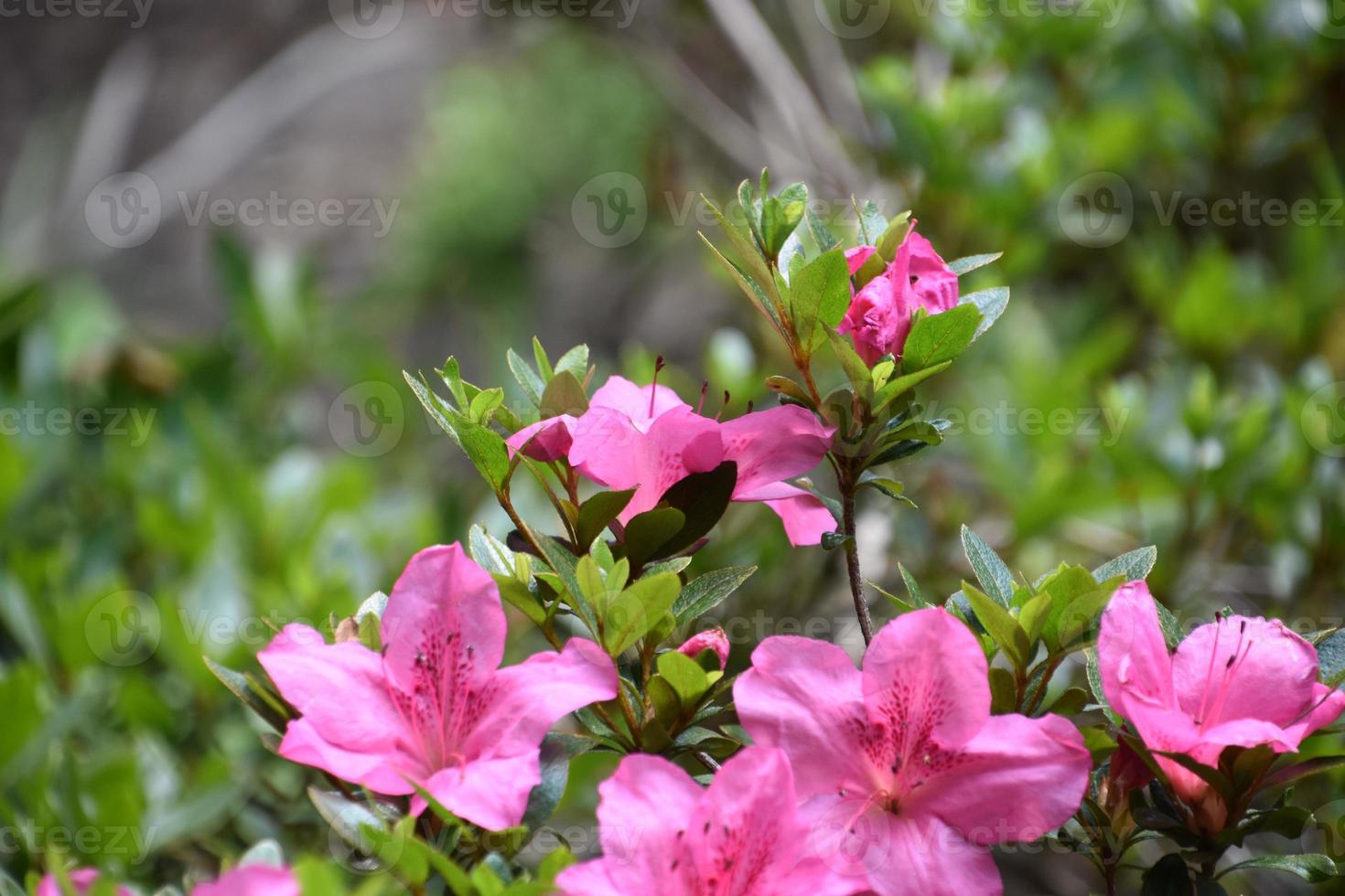 arbusto de azalea rosa que florece y florece en primavera 10900510 Foto de  stock en Vecteezy