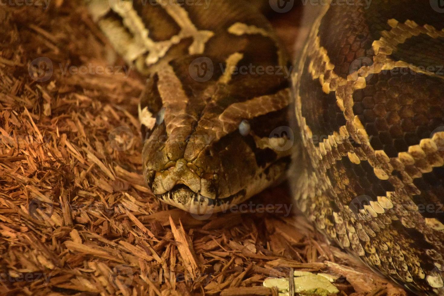 mire de cerca a una serpiente pitón birmana foto