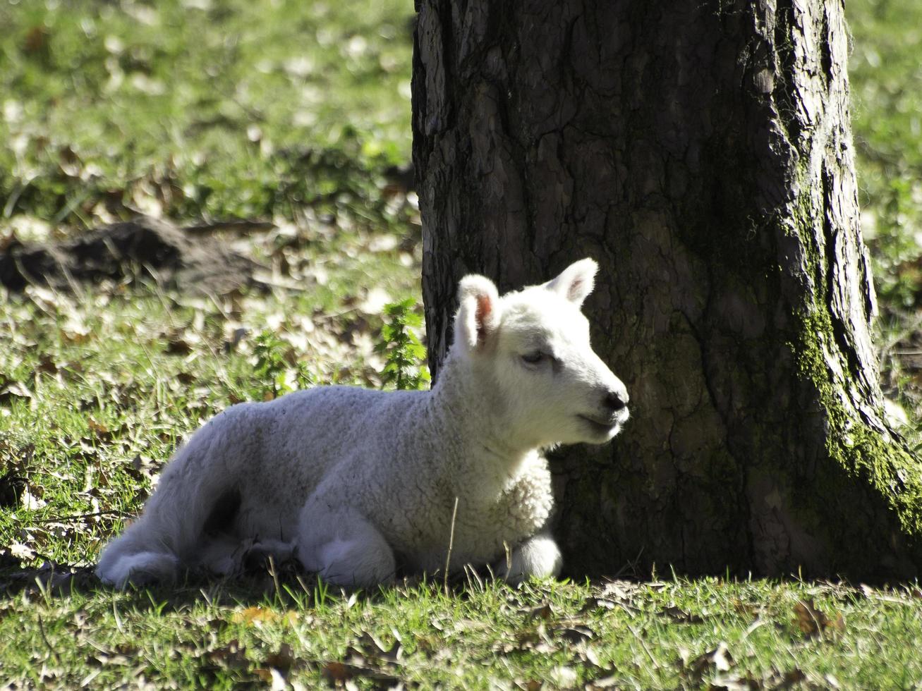 Sheeps on a field in westphalia photo