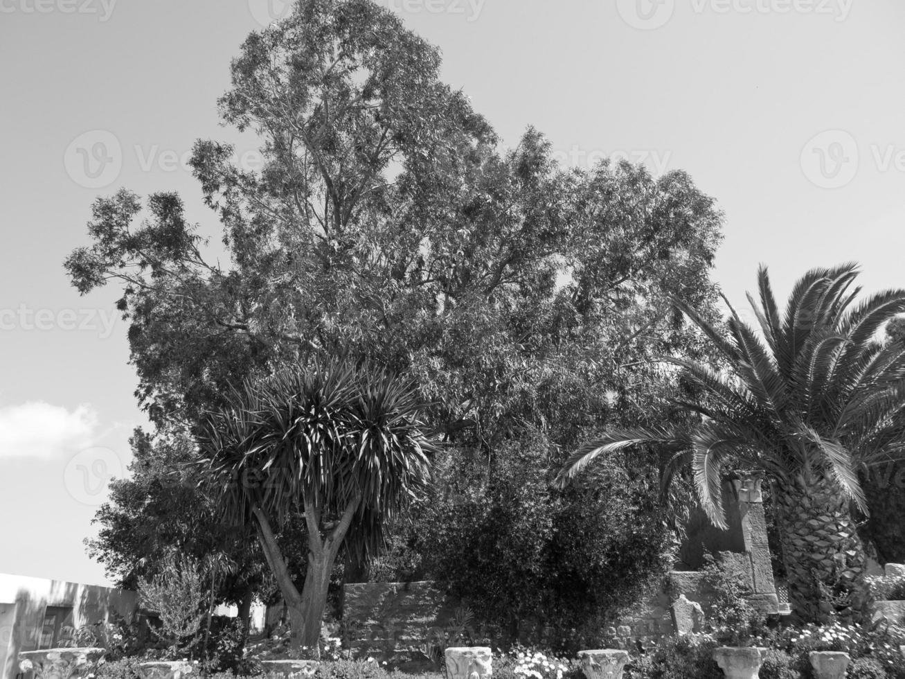 the city of tunis photo