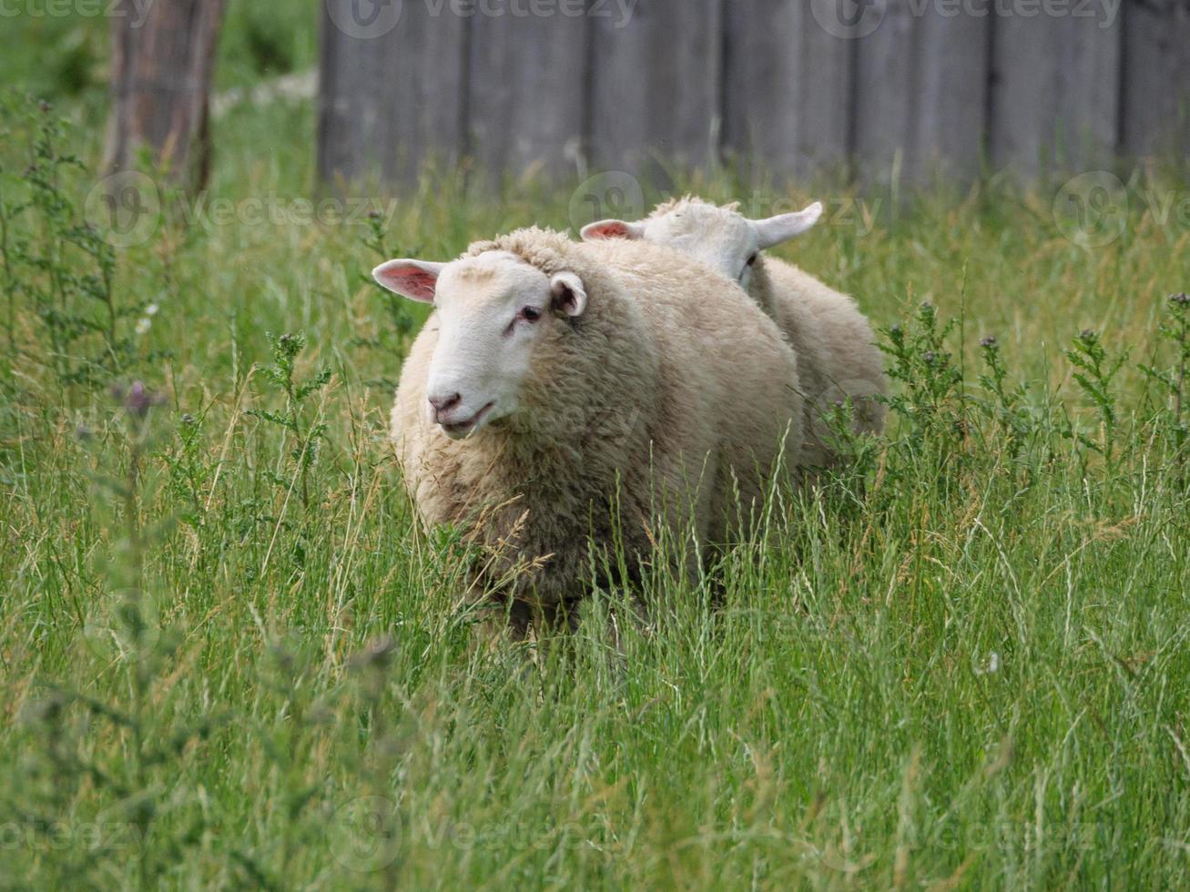 sheeps in the german muensterland photo