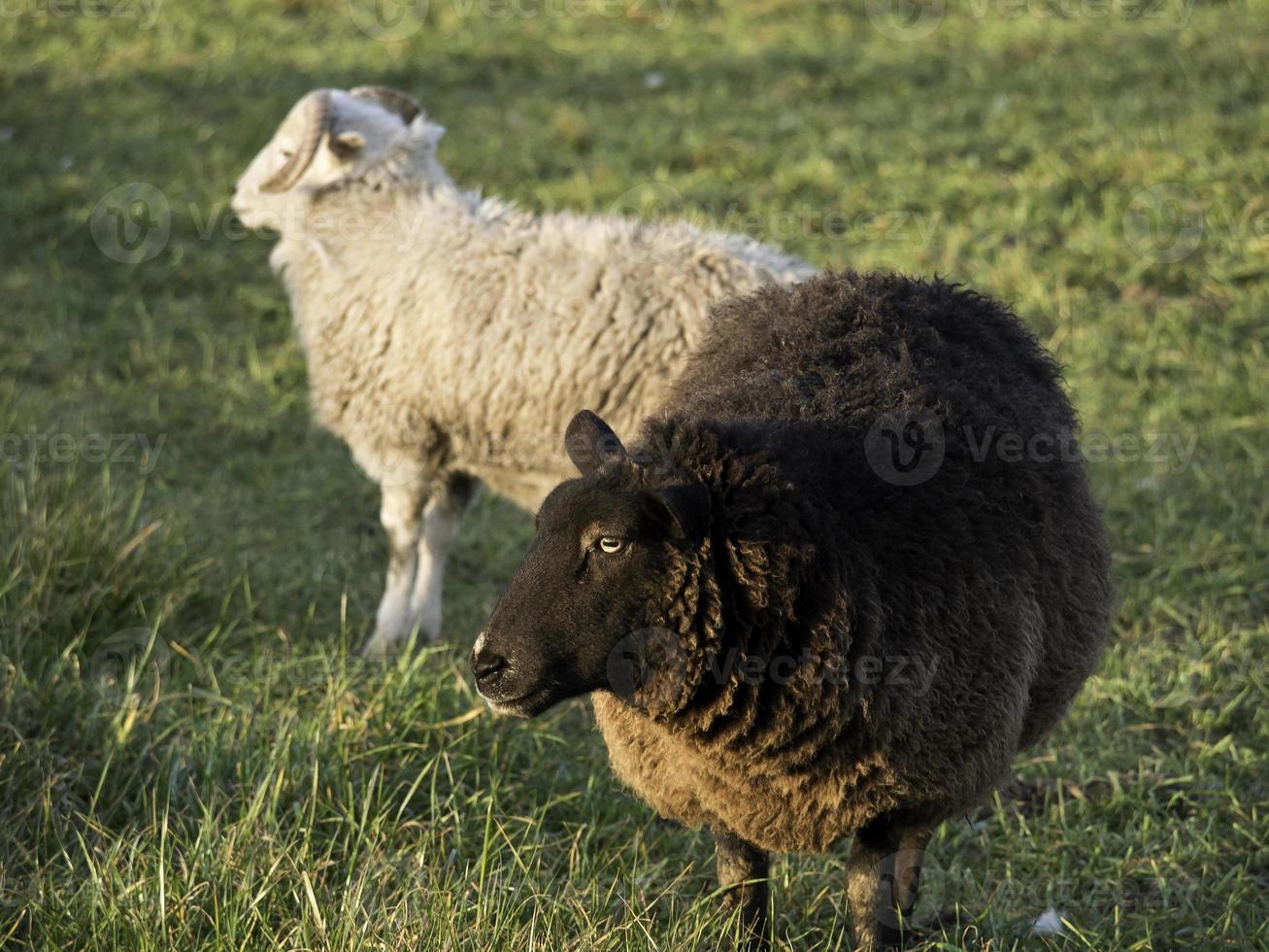 sheeps on a meadow in germany photo