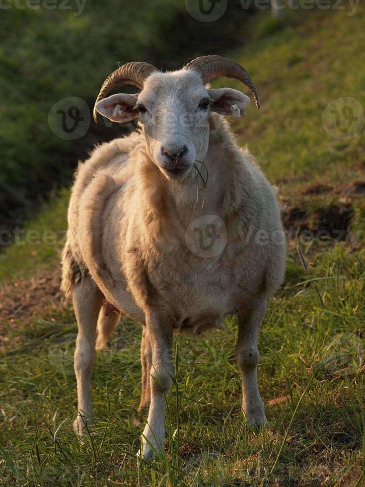 muchas ovejas en westfalia foto
