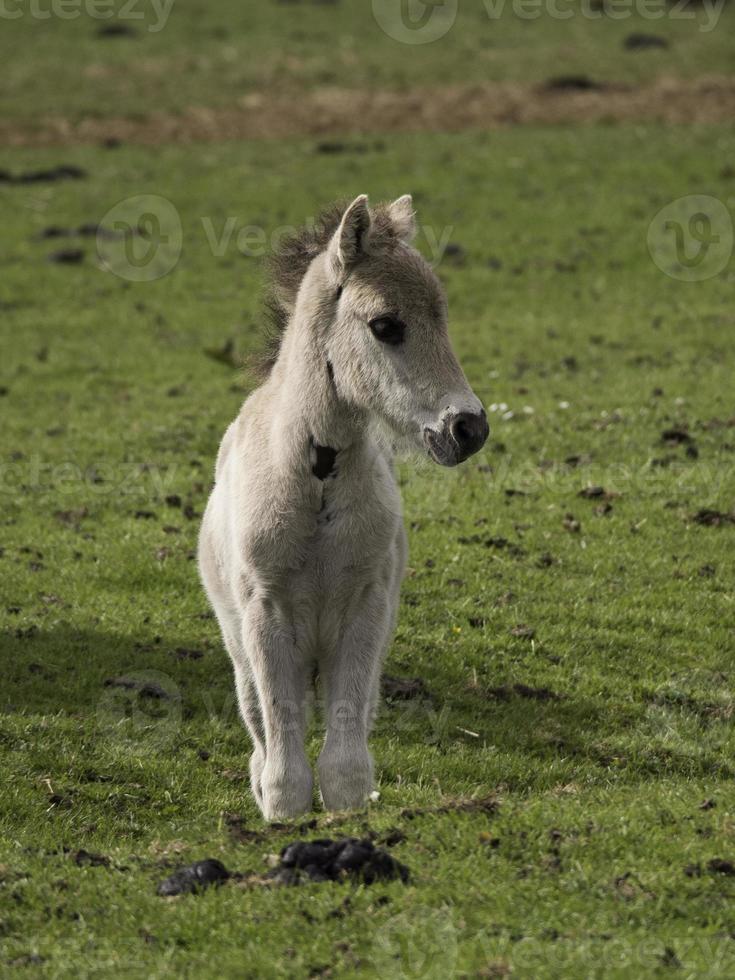 wild foals in germany photo