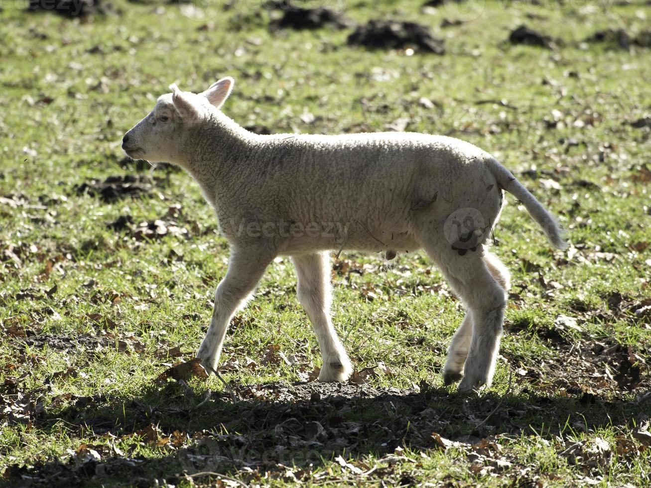 sheeps on a meadow in westphalia photo