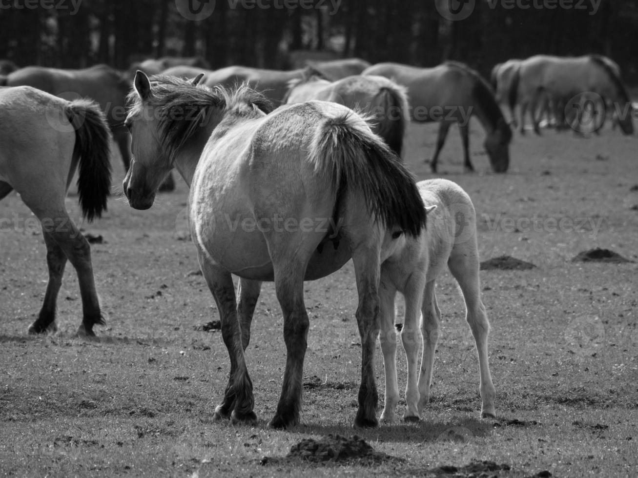 wild horses in westphalia photo