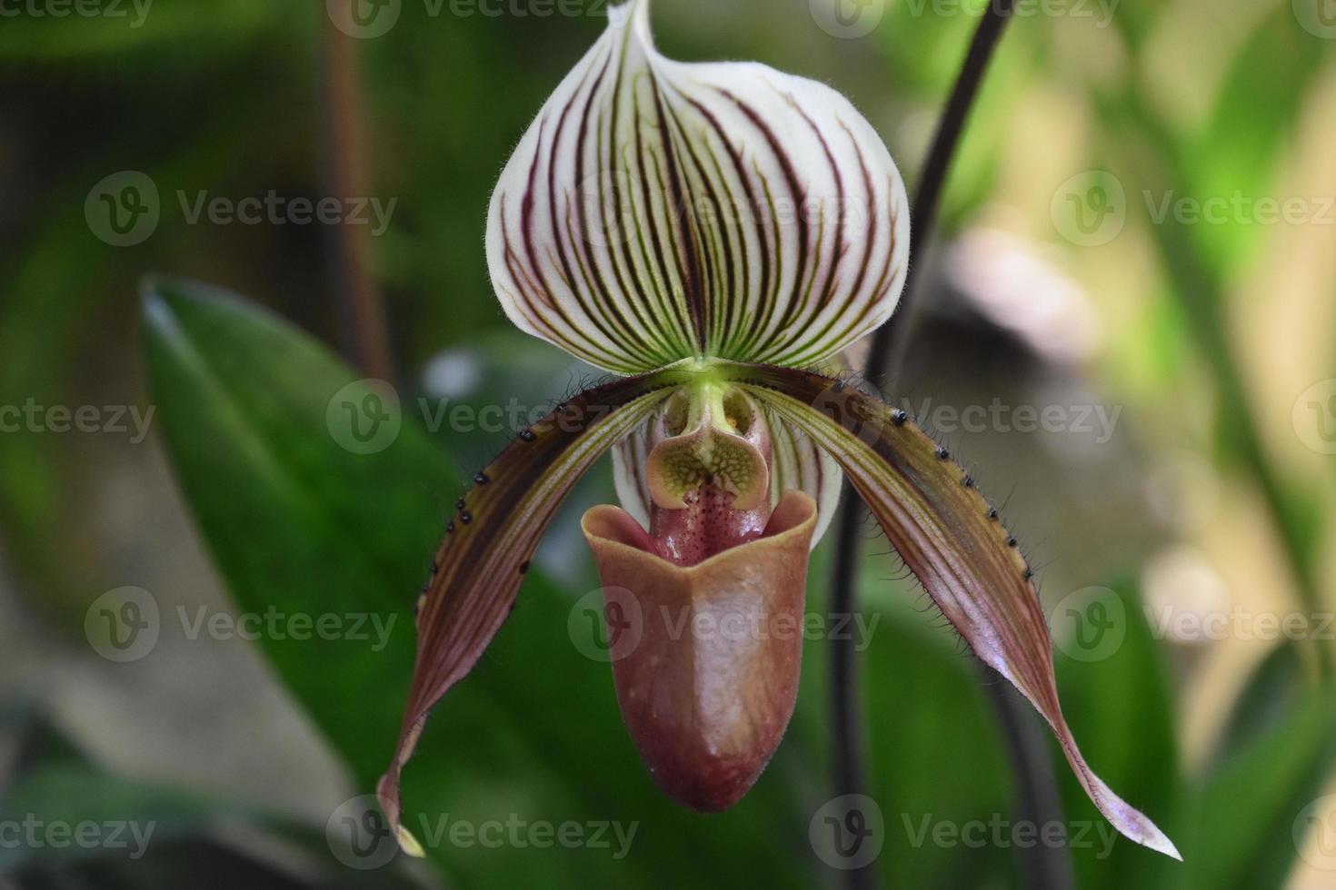 Maroon and White Orchid Blooming and Flowering photo