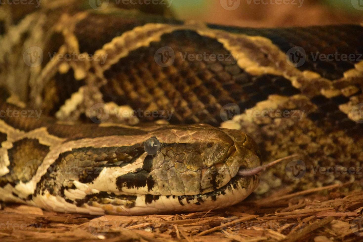 Close Up of a Burmese Python Sticking Out Its Tongue photo