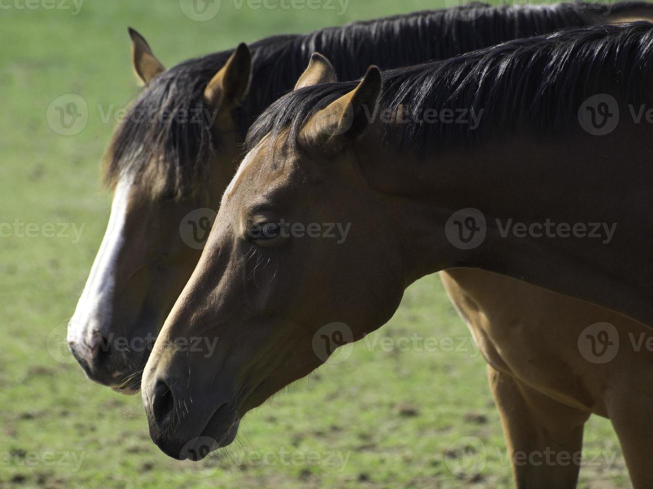 Beautifull horses in germany photo