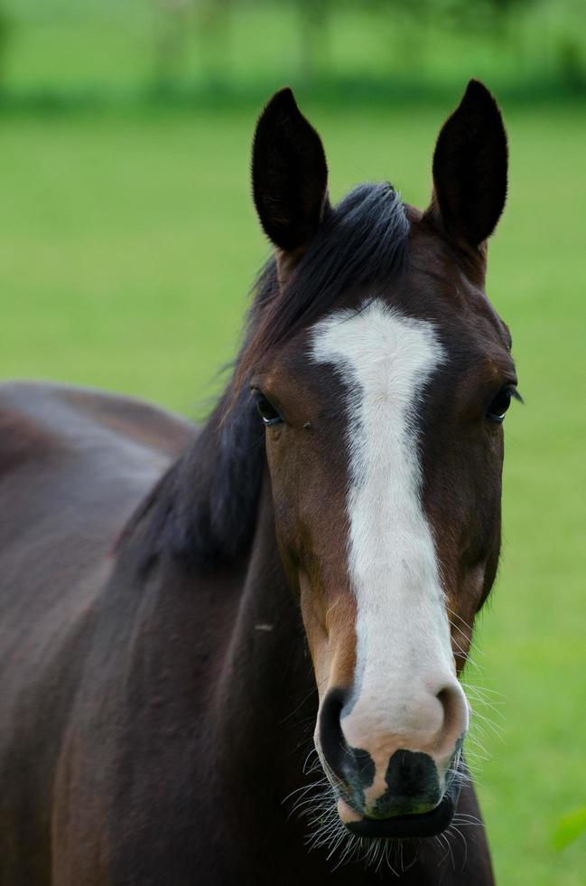 Horses and foals in germany photo