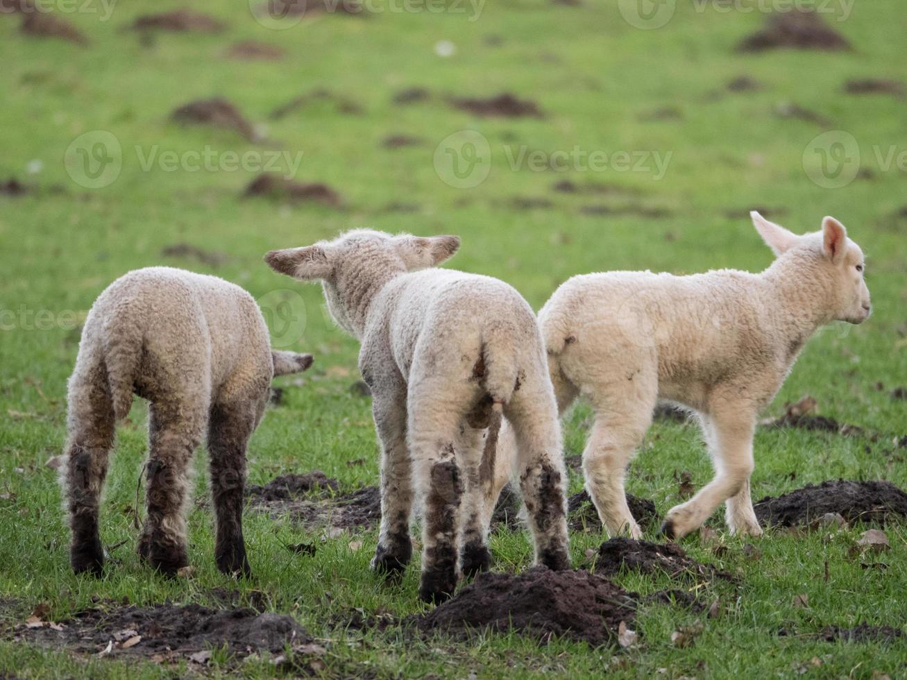 sheeps and lambs in westphalia photo