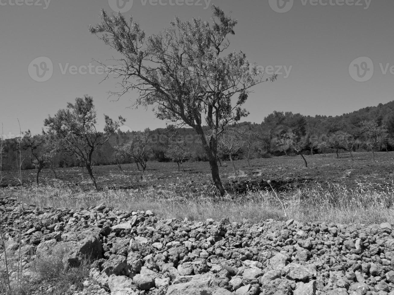 ibiza island in spain photo