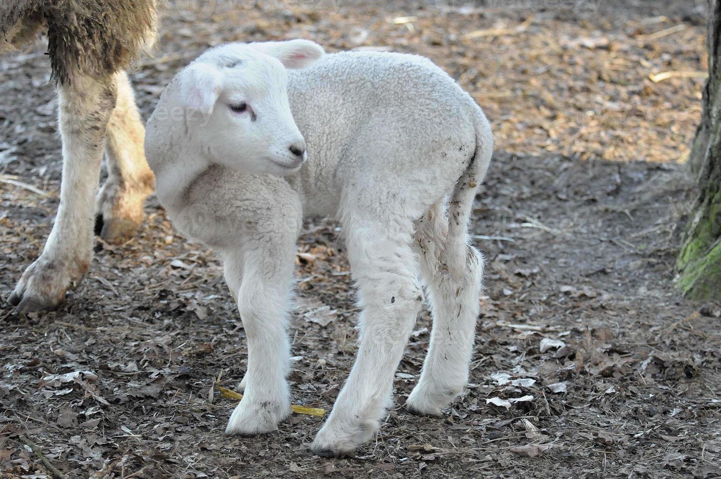 sheeps at winter time photo