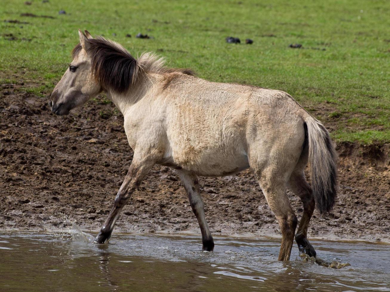 wid horses herd in germany photo