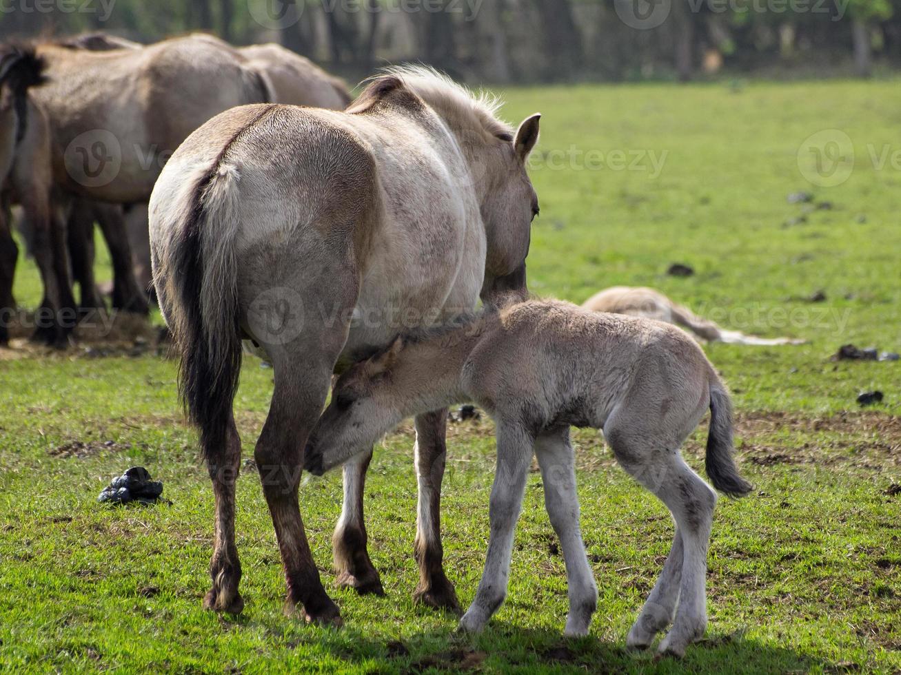 wild horses in the german muensterland photo