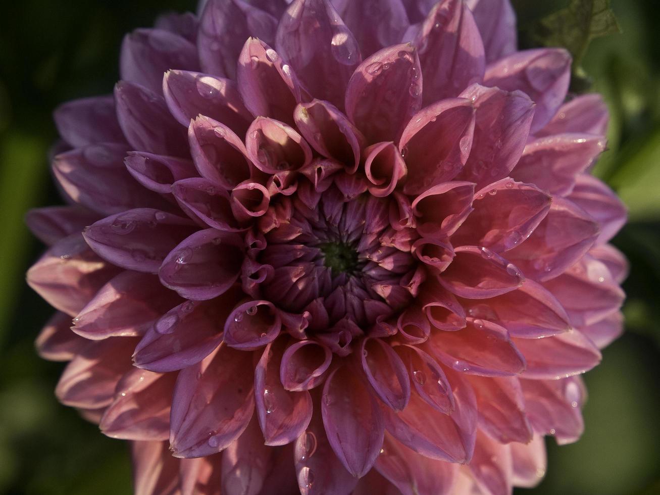 summers flowers in the garden 10902161 Stock Photo at Vecteezy