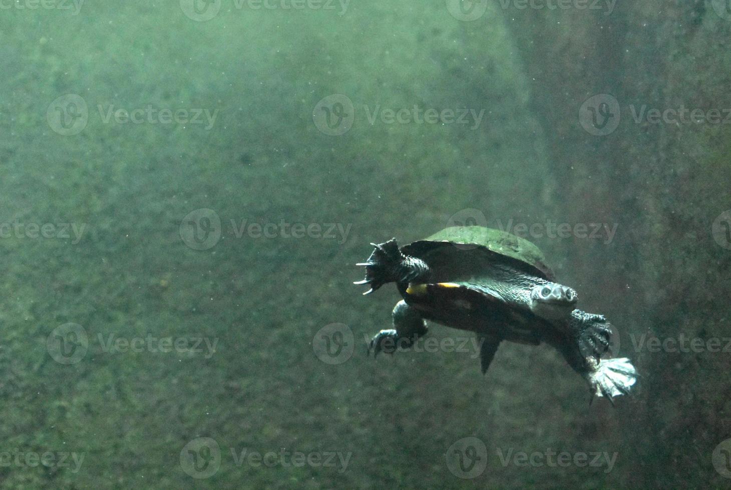 Snake Necked Turtle Swimming Along Under Water photo