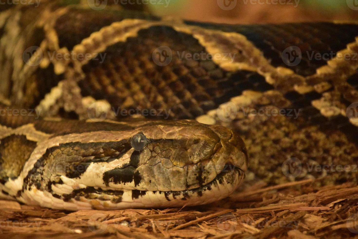 Scaled Burmese Python With Patterned Skin Coiled Up photo