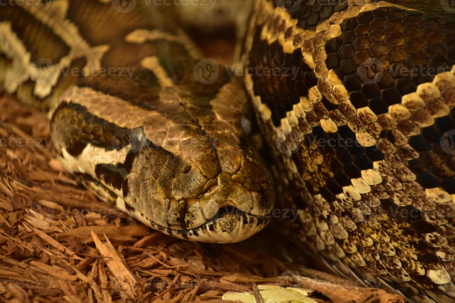 Looking into the Face of a Burmese Python photo