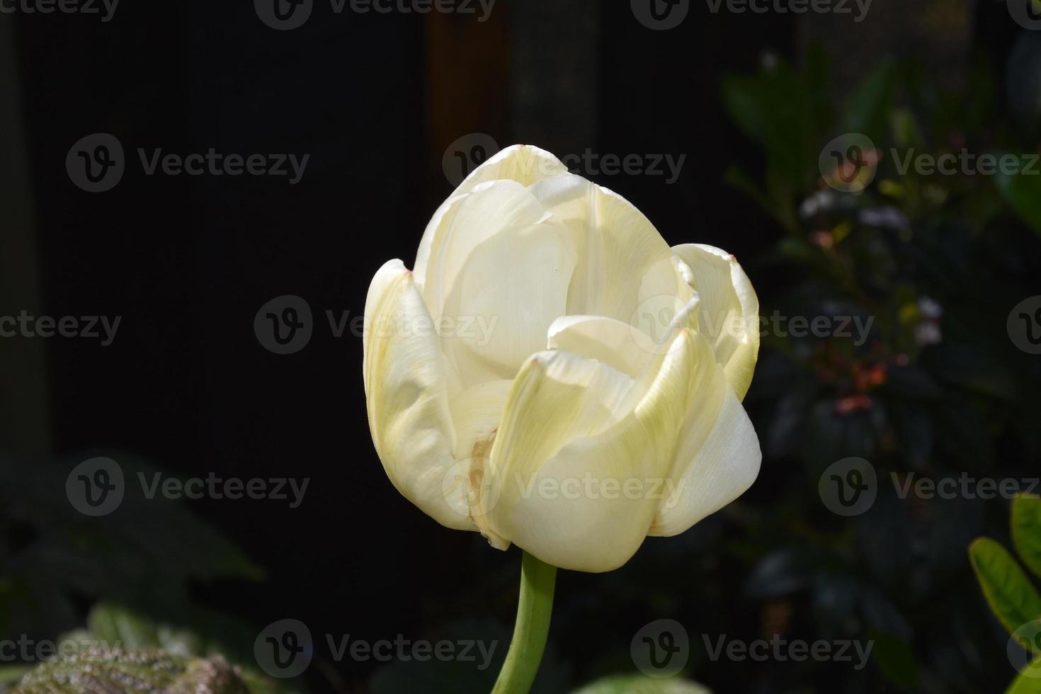 bonita flor de tulipán blanco floreciente en primavera 10902268 Foto de  stock en Vecteezy