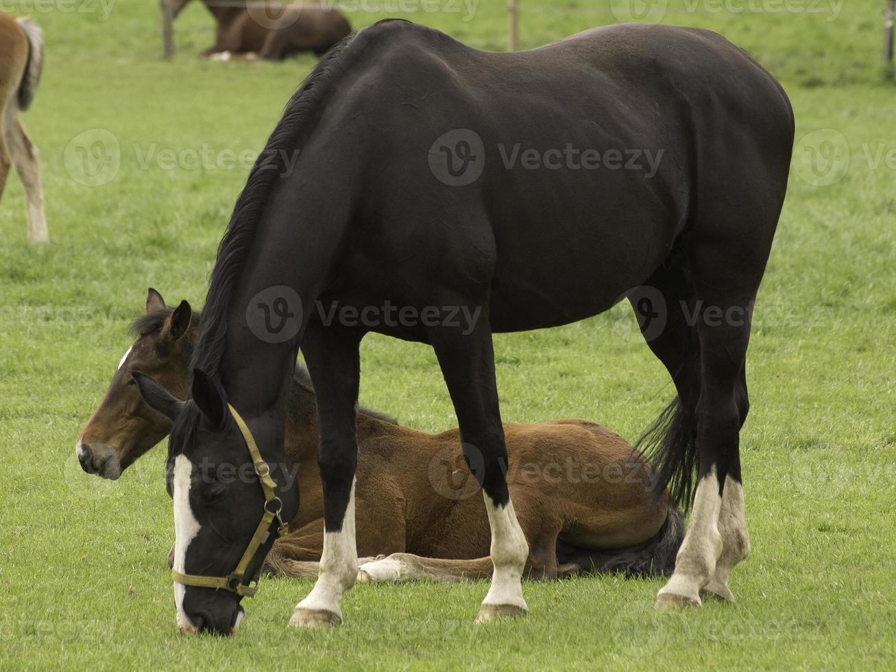 Horses in westphalia photo