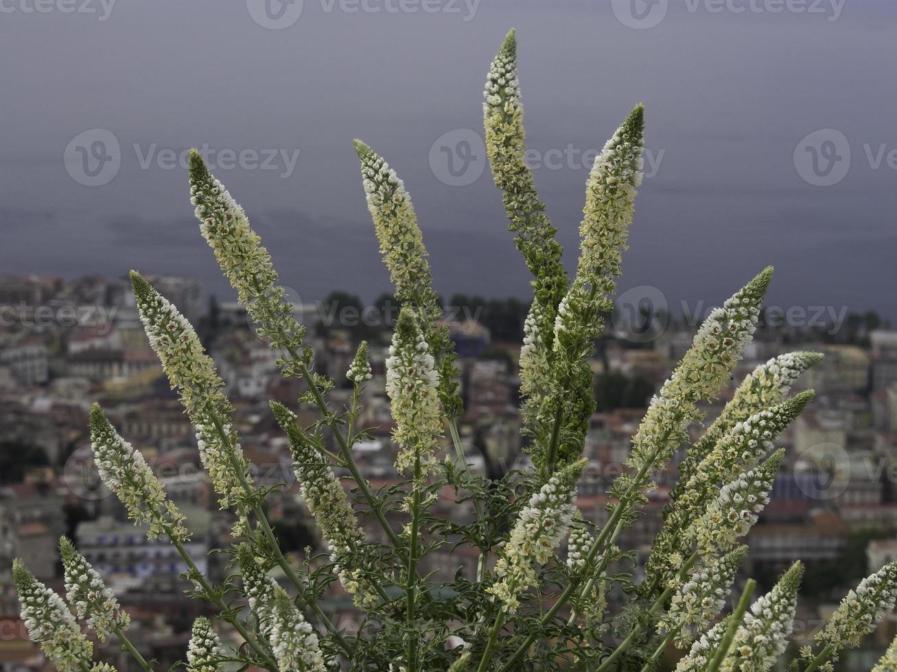 la ciudad de nápoles foto