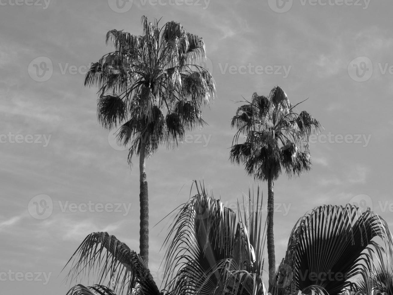 the island of Madeira photo