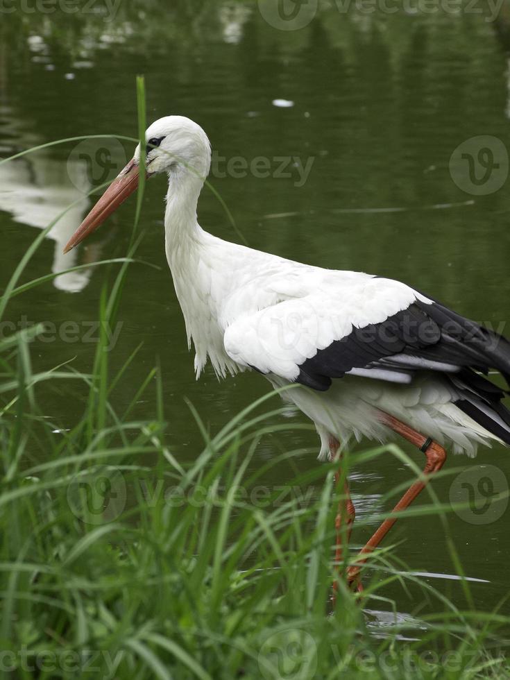 storks, in germany photo