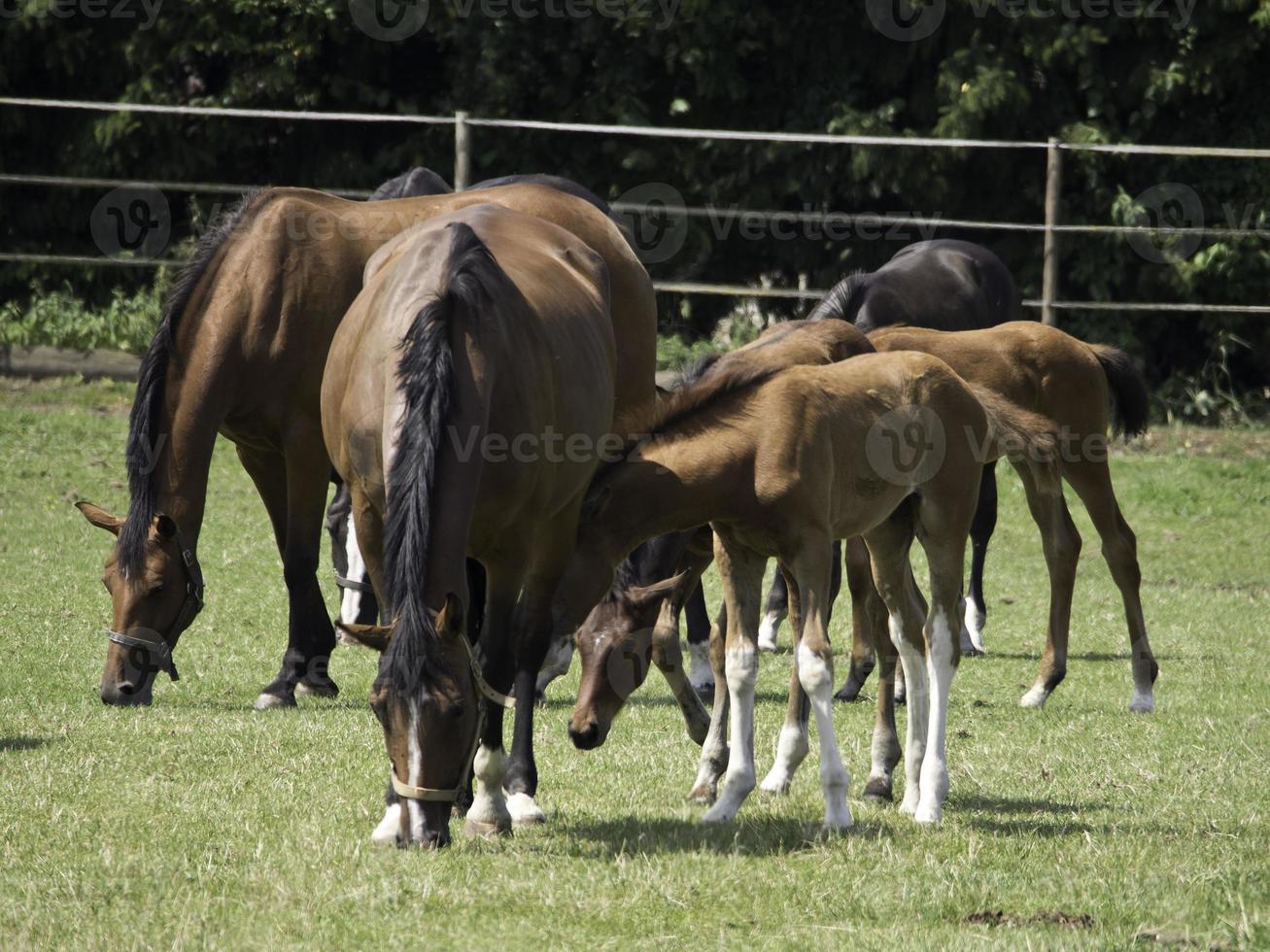 horses and foals photo