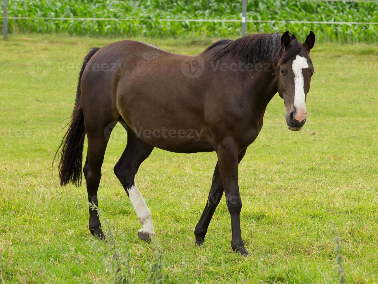 horses on a german meadow photo