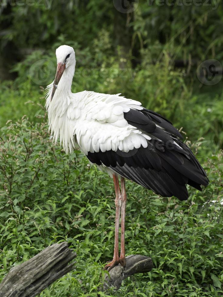 storks, in germany photo