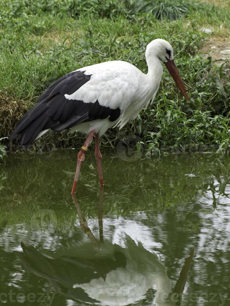 storks, in germany photo