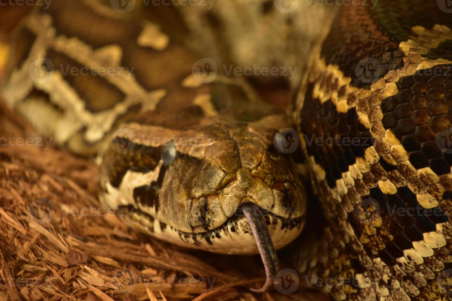 Forked Tongue Sticking Out on a Burmese Python photo
