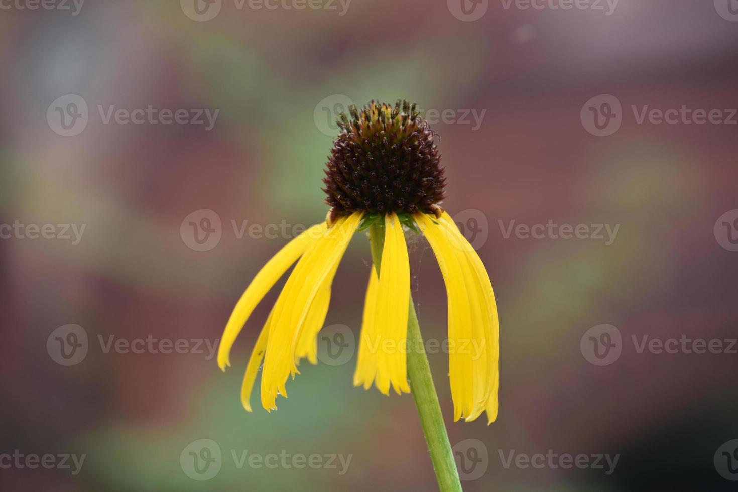 Gorgeous Bright Yellow Coneflower Blooming and Flowering photo