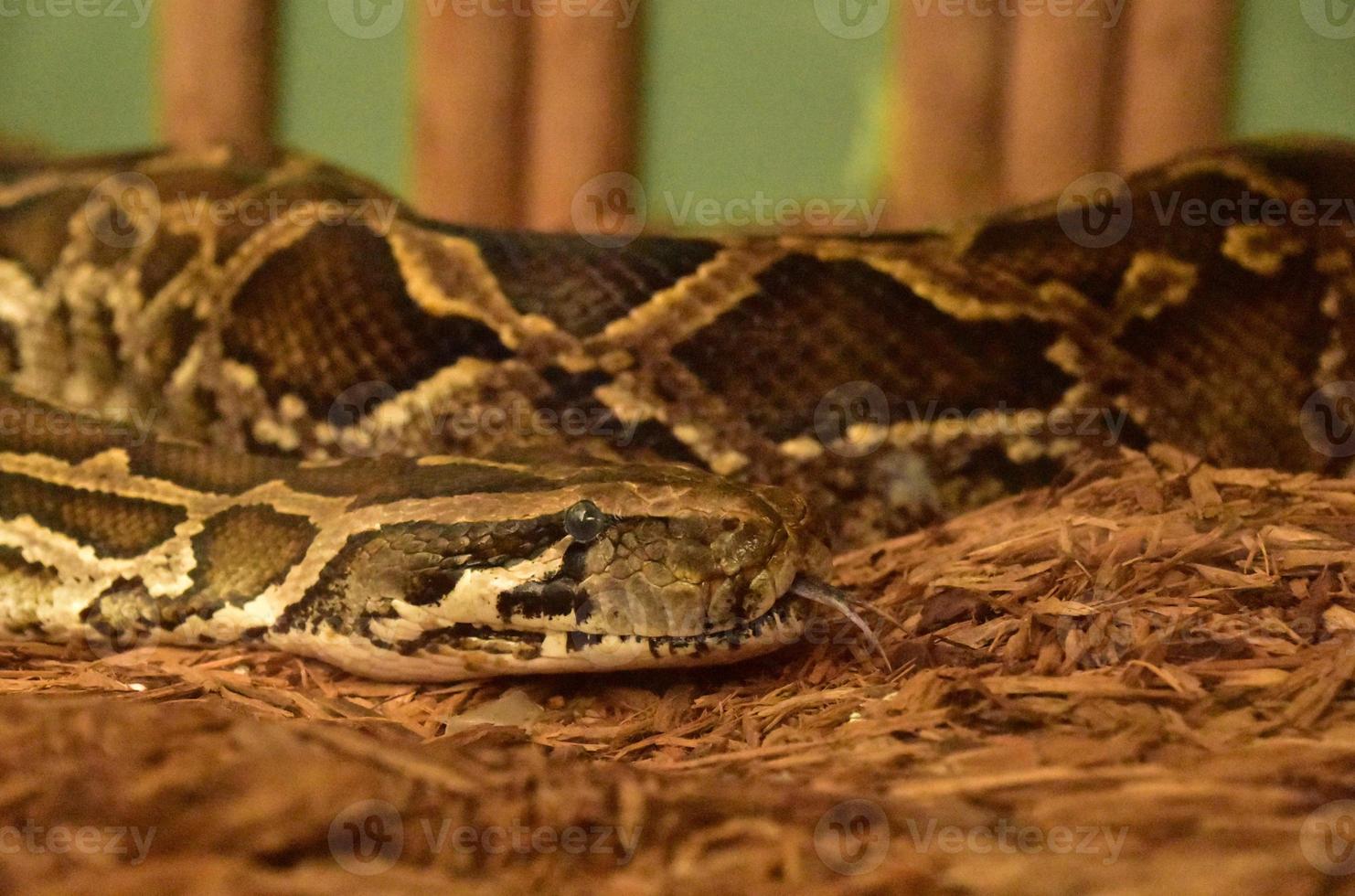 Forked Tongue on a Burmese Python Snake photo