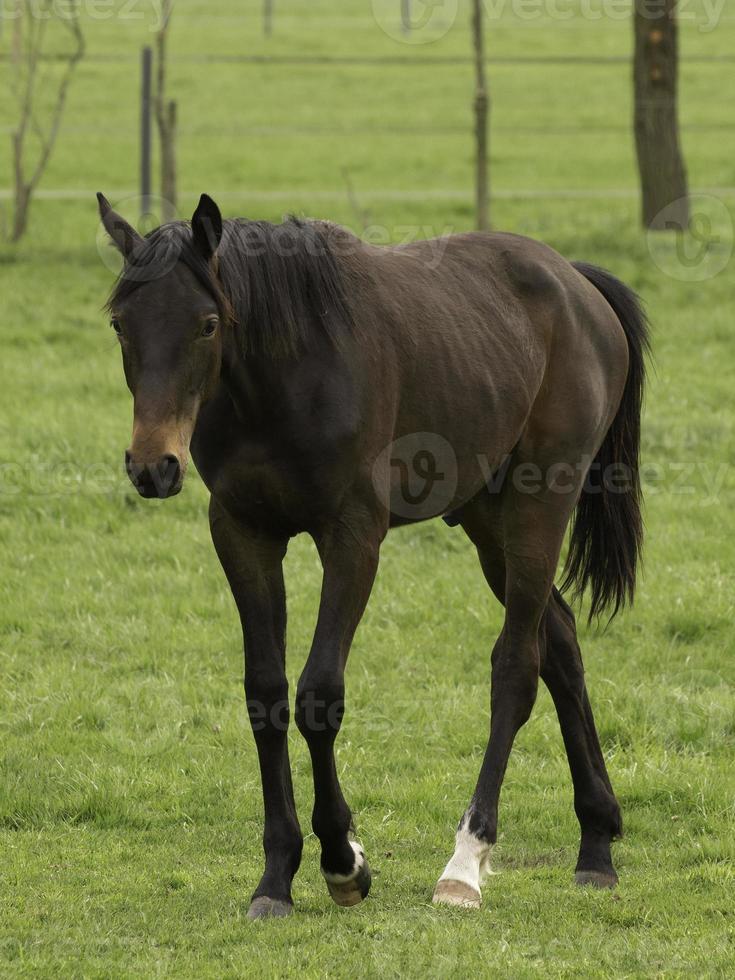 horses on a german meadow photo