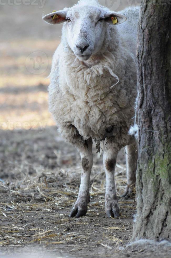 ovejas en invierno foto