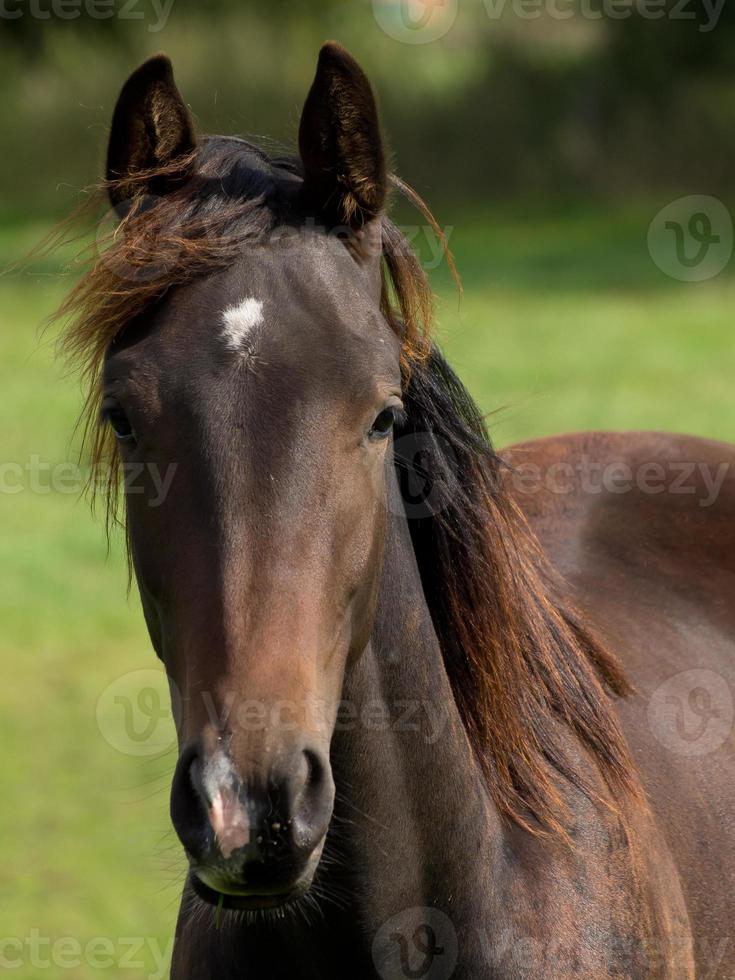 Horses on a meadow in the german muensterland photo