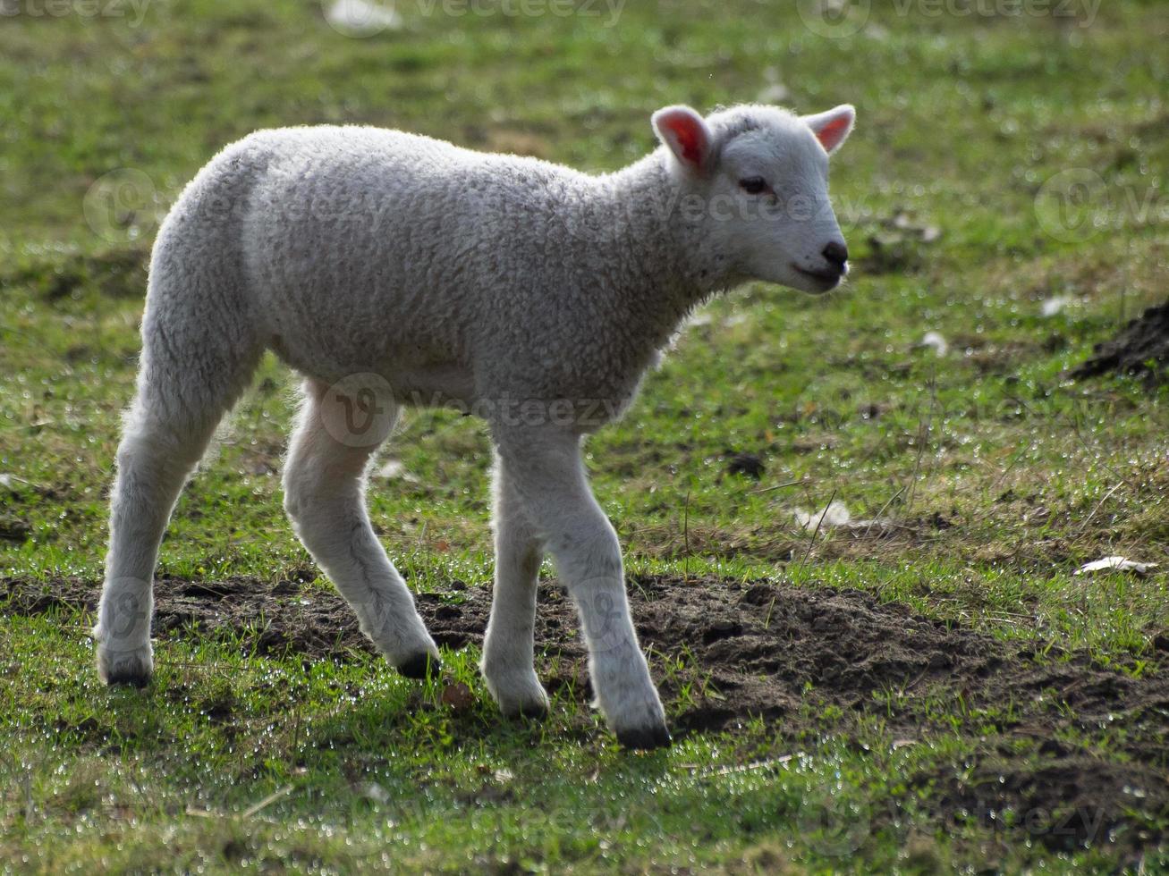 lambs and sheeps in westphalia photo