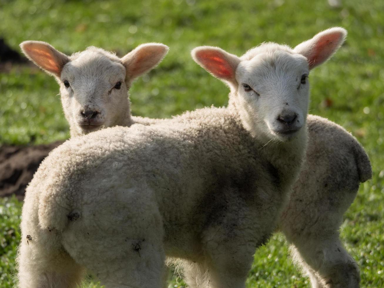 lambs on a meadow in germany photo